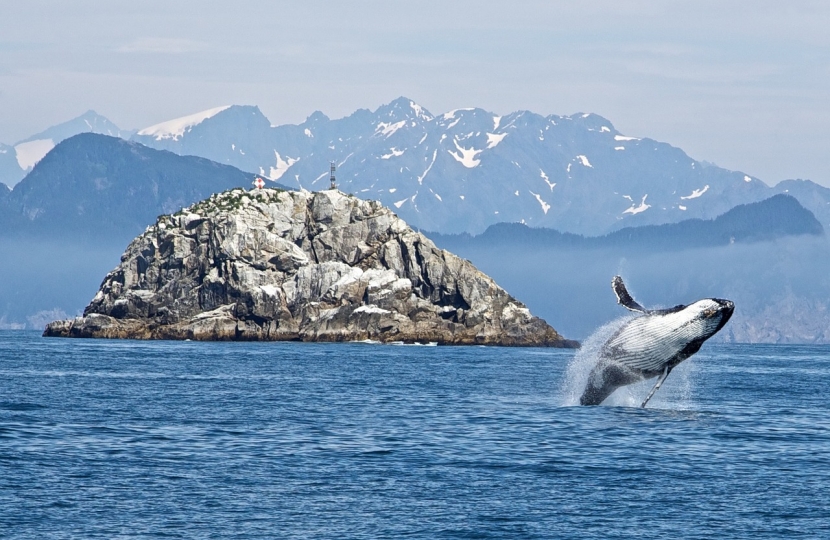 humpback whale