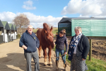 Suffolk Punch