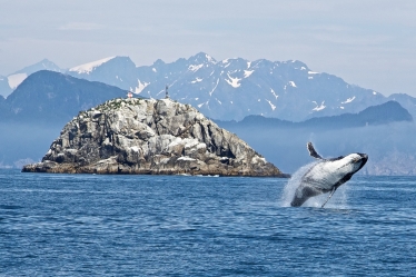 humpback whale