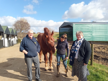 Suffolk Punch